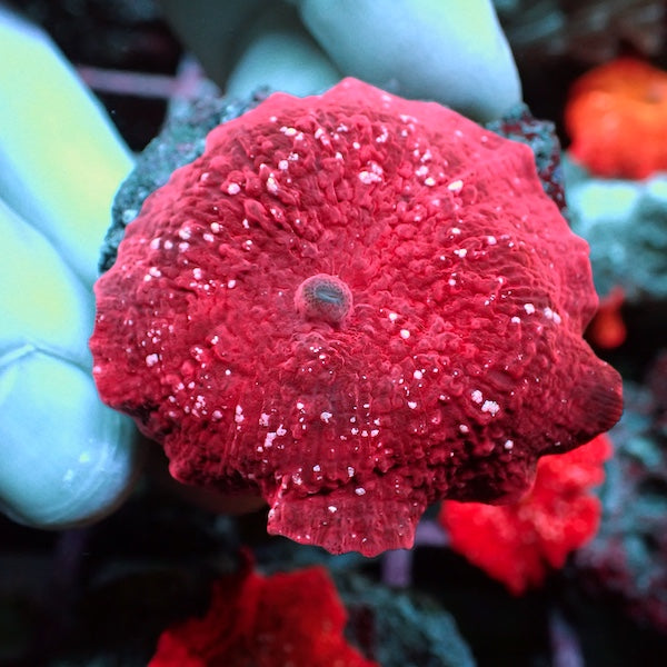 WYSIWYG 65 Red/Pink Jawbreaker Mushroom Polyp