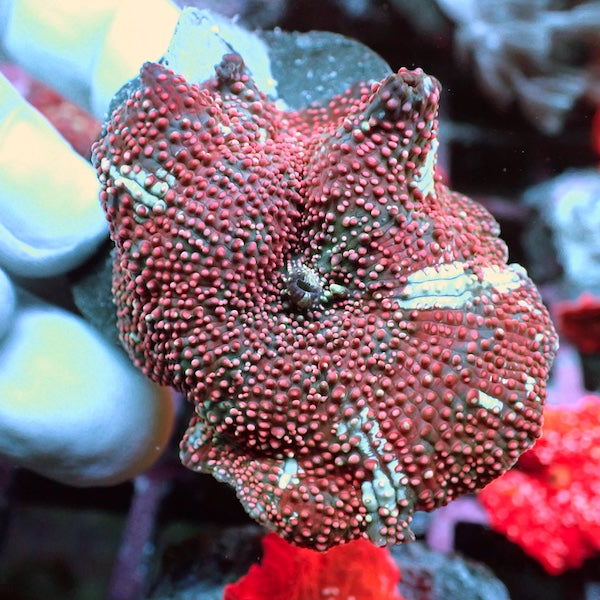 WYSIWYG 400 Pink Interstellar Mushroom.