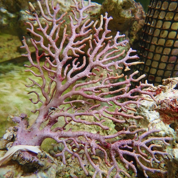 Lilac/Lemon Tip Indo Seafan (Acanthogorgia sp.).