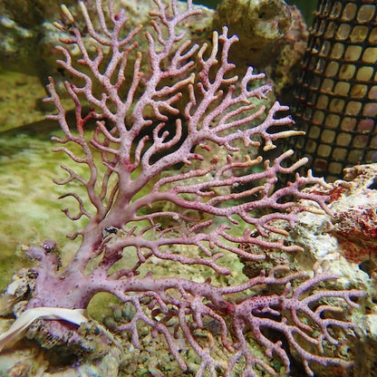 Lilac/Lemon Tip Indo Seafan (Acanthogorgia sp.).