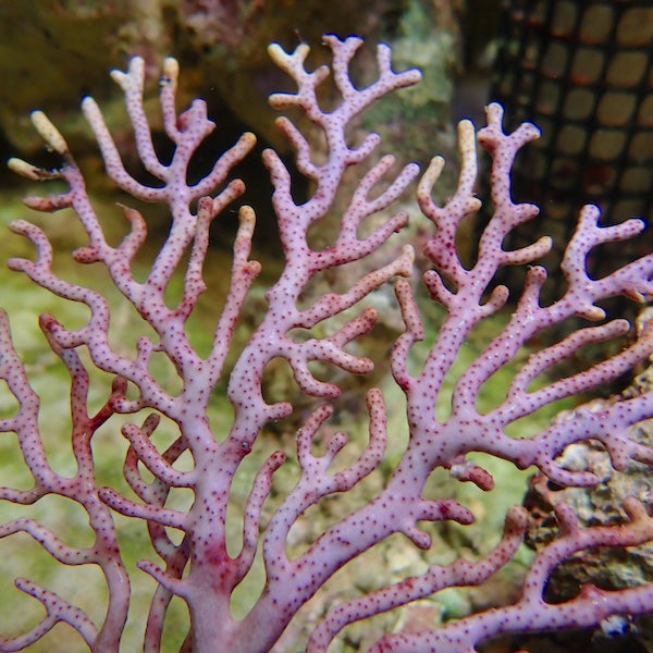 Lilac/Lemon Tip Indo Seafan (Acanthogorgia sp.).