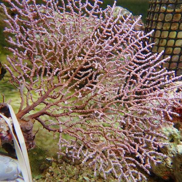 Lilac Indo Seafan (Iciligorgia sp.)