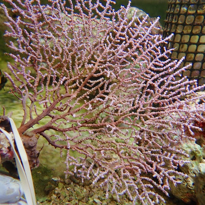 Lilac Indo Seafan (Iciligorgia sp.)