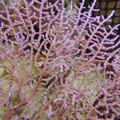 Lilac Indo Seafan (Iciligorgia sp.)