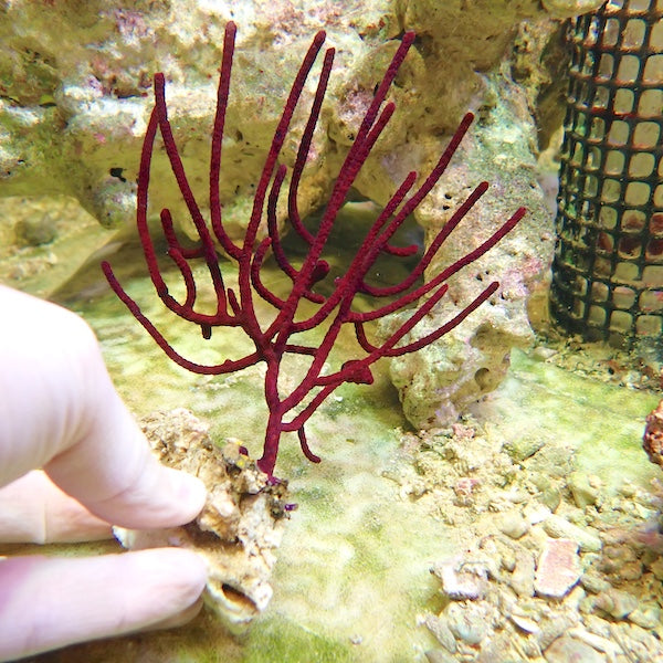 Purple Polyp Seafan (Menella sp.) MD.