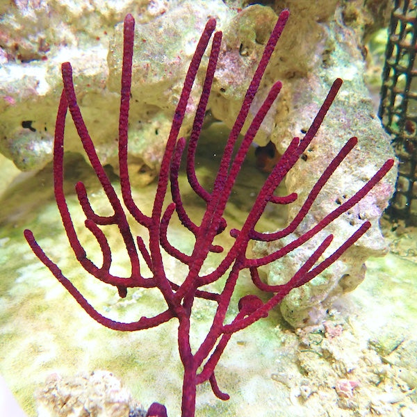 Purple Polyp Seafan (Menella sp.) MD.