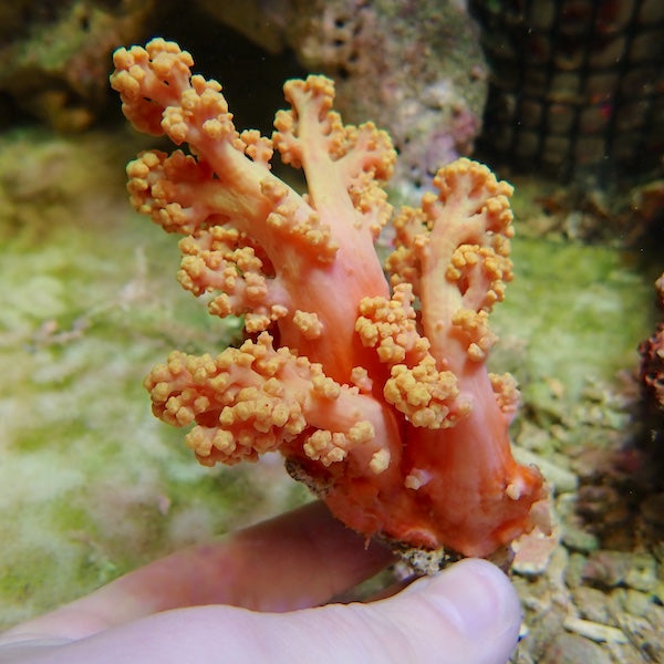 WYSIWYG 2 Orange Silk Coral (NPS)