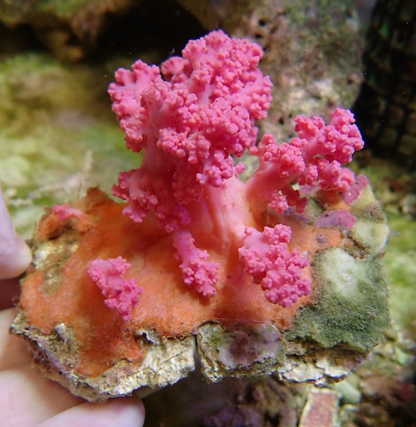 WYSIWYG 32 Orange/Pink Silk Coral (NPS)