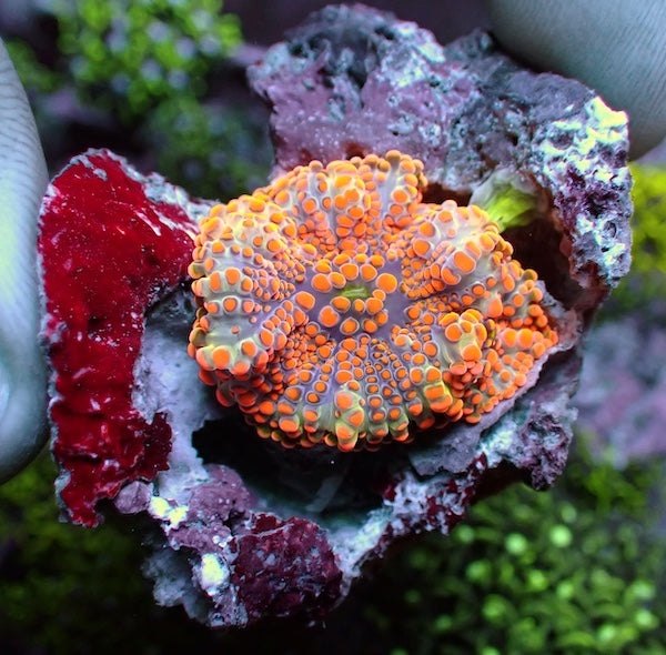 WYSIWYG 76 Orange Tip Rainbow Ricordea yuma Polyp