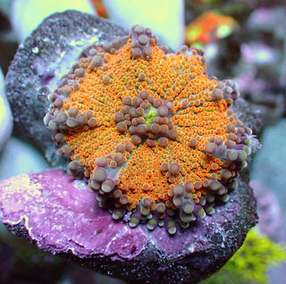 WYSIWYG 81 Yellow/Orange Rainbow Ricordea yuma
