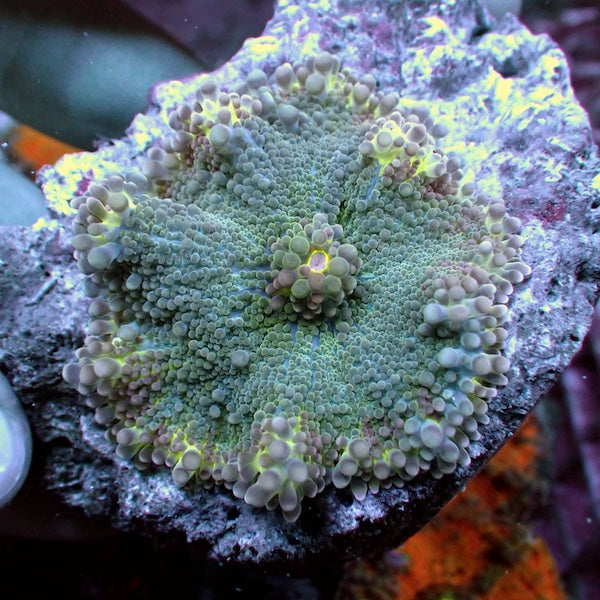 WYSIWYG 45 Green Ricordea yuma Polyp