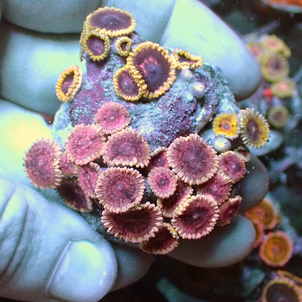 WYSIWYG 357 Zoa Garden.
