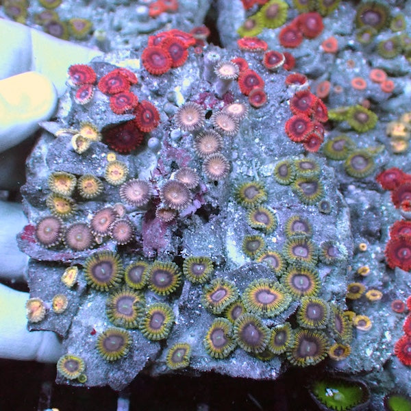 WYSIWYG 256 Zoa Garden