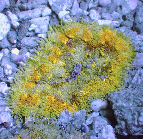 WYSIWYG 1 Mini Maxi Anemone