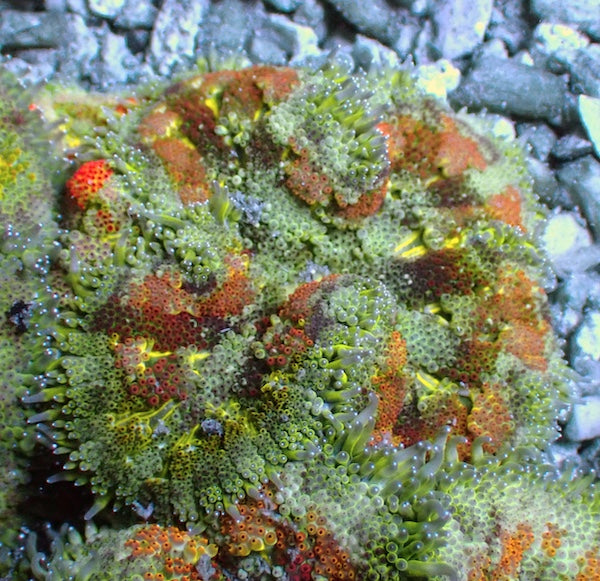 WYSIWYG 6 Mini Maxi Anemone