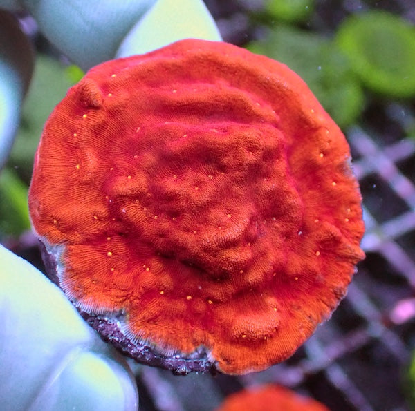 Sun God Leptoseris Frag