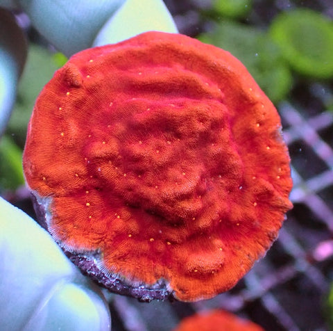 Sun God Leptoseris Frag