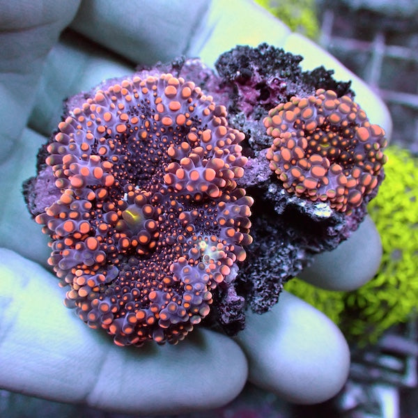 WYSIWYG 58 Orange/Lilac Ricordea yuma Polyp