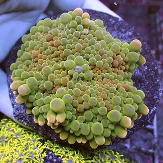 WYSIWYG 60 Green/Orange Ricordea yuma Polyp