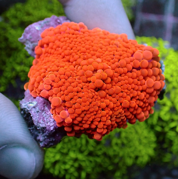 WYSIWYG 44 Bright Orange Ricordea yuma