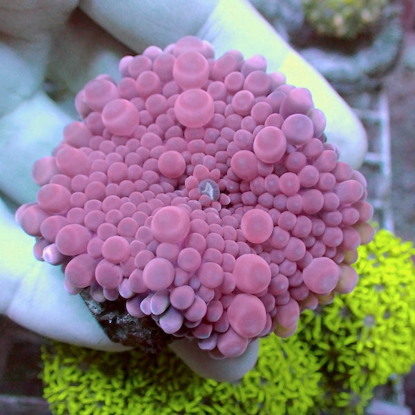 Wysiwyg 50 Baby Pink Ricordea yuma Polyp