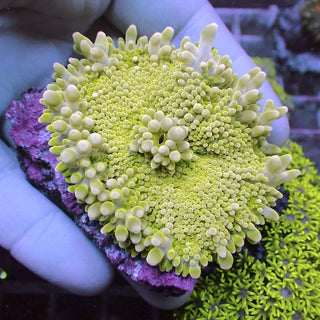 Wysiwyg 49 Lemon Ricordea yuma Polyp