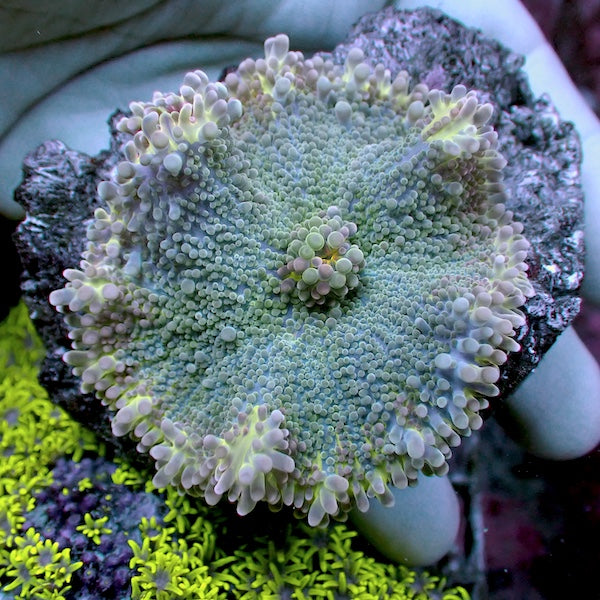 WYSIWYG 46 Teal Ricordea yuma Polyp