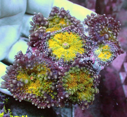 WYSIWYG 76 Yellow Ricordea yuma Colony