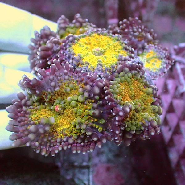 WYSIWYG 76 Yellow Ricordea yuma Colony