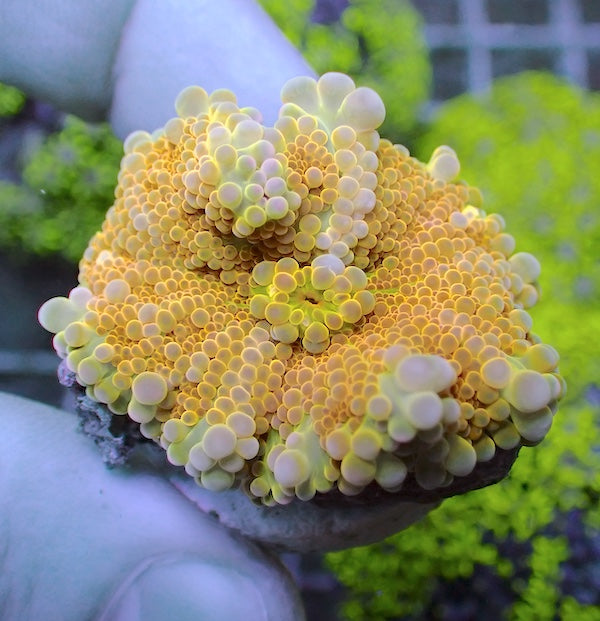 WYSIWYG 62 Lemon/Yellow Ricordea yuma Polyp