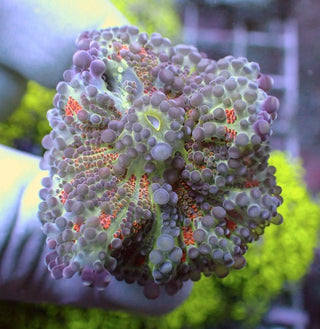 WYSIWYG 57 Rainbow Ricordea yuma Polyp