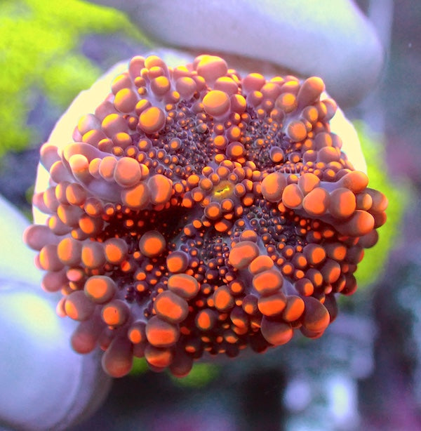 Bright Orange Ricordea yuma Polyp