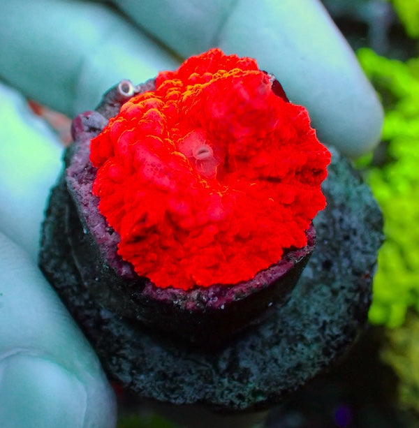 WYSIWYG 97 Bright Red Jawbreaker Mushroom Polyp