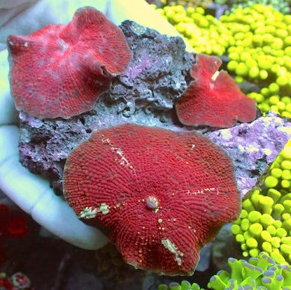 WYSIWYG 114 Red Velvet Mushroom Colony