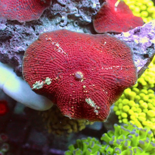 WYSIWYG 114 Red Velvet Mushroom Colony