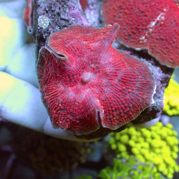 WYSIWYG 114 Red Velvet Mushroom Colony