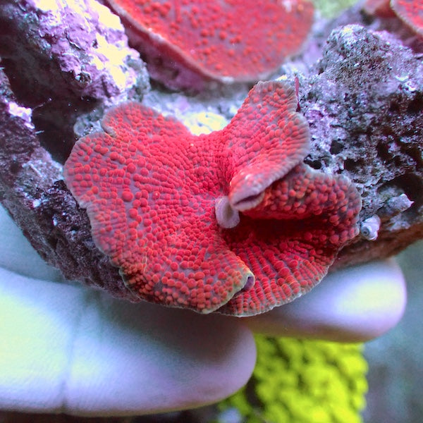 WYSIWYG 114 Red Velvet Mushroom Colony