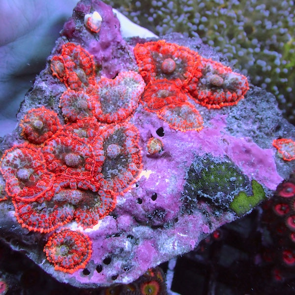 WYSIWYG 41 Forest Fire Mushroom Colony