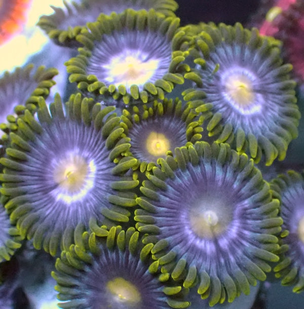 Blueberry Fields Zoa 5 Polyps