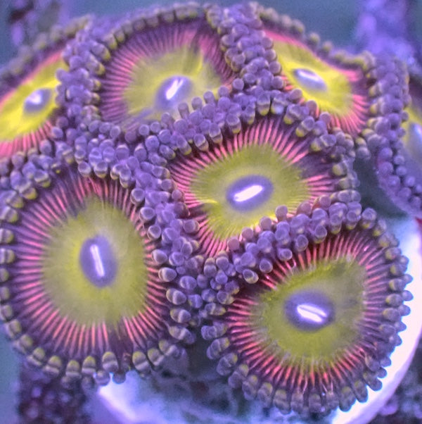 Candy Apple Pink Zoa 5 Polyps