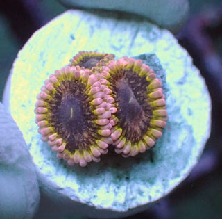 Black Elephant Zoa 2 Polyps
