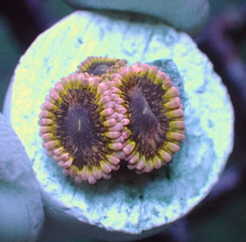 Black Elephant Zoa 2 Polyps