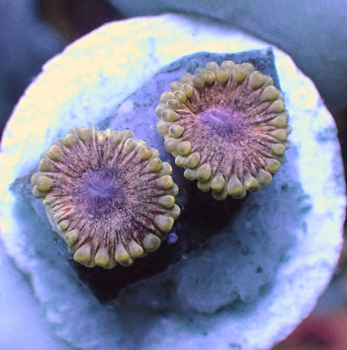 Solar Circus Zoa 2 Polyps