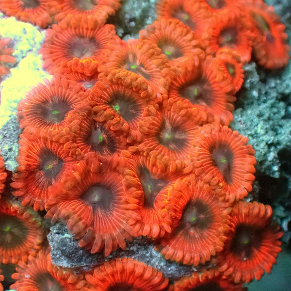 Loopy Lunar Zoas 3 Polyps.