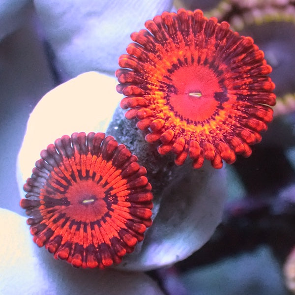 Valentines Day Massacre Zoa 2 Polyps