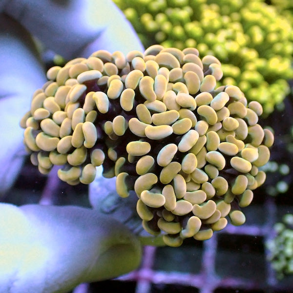 WYSIWYG 190 Orange Gold Branching Hammer 2 Polyps