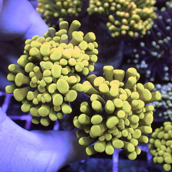 WYSIWYG 33 Yellow Gold Branching Hammer 2 Polyps
