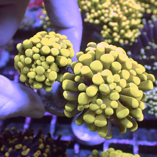 WYSIWYG 36 Yellow Gold Branching Hammer 2 Polyps