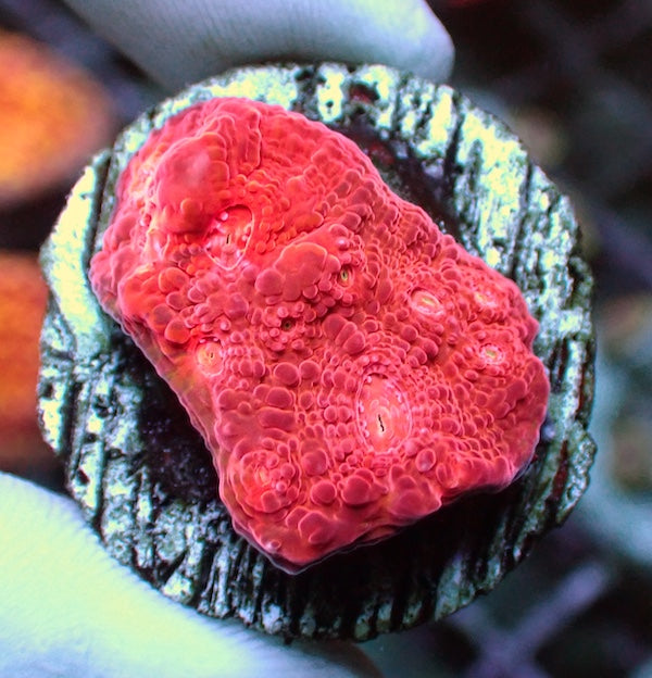 WYSIWYG 169 Red Graft Chalice