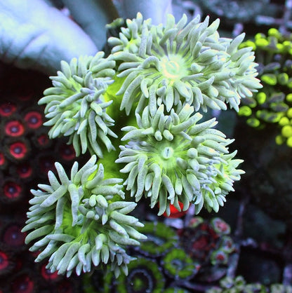 WYSIWYG 122 Fluoro Green Stem Duncan Colony